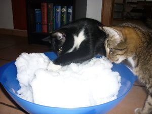 Erster Schnee für die Jungs 011.jpg