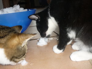 Erster Schnee für die Jungs 014.jpg