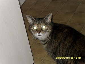 teufelchen 014 [800x600].jpg