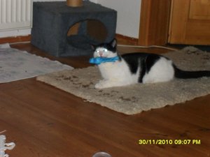 snowcats 005 [800x600].jpg