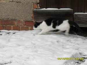snowcats 036 [800x600].jpg