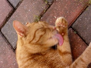 Minki, Bonny und Berry 059.jpg