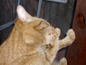 Minki, Bonny und Berry 077.jpg