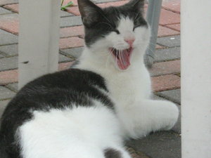 Minki u. Berry 011.jpg