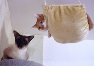 1.Tag Hängematte.jpg