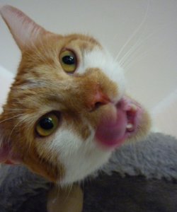 du siehst lecker aus - Kopie.jpg