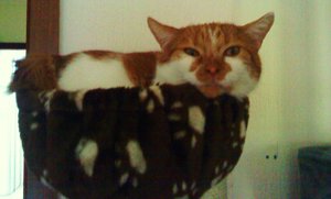 wer ist hir wohl zu groß - Kopie.JPG