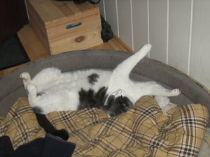 Minki, Bonny und Berry 147.jpg