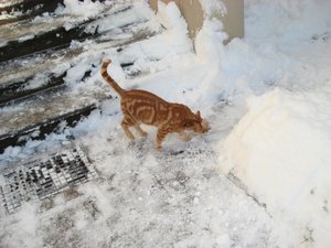 wintereinbruch 10.12.10 012.jpg