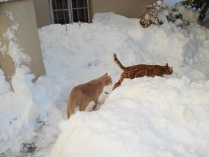 wintereinbruch 10.12.10 013.jpg