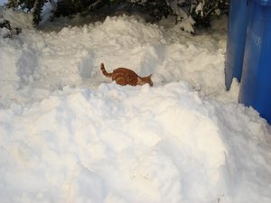 wintereinbruch 10.12.10 014.jpg