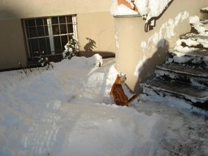 wintereinbruch 10.12.10 018.jpg