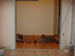 Katzen2 029.jpg