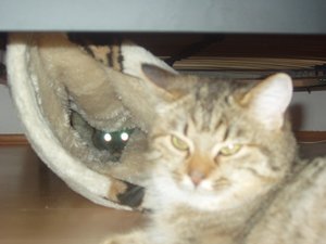 Katzen Annaeherung 008.jpg