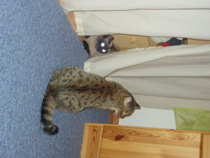 Katzen Annaeherung 014.jpg