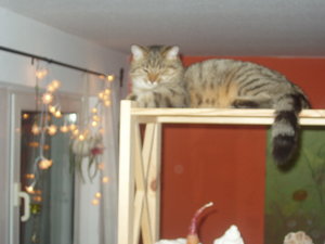 Katzen Annaeherung2 004.jpg