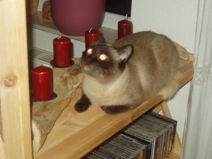 Katzen Annaeherung2 005.jpg