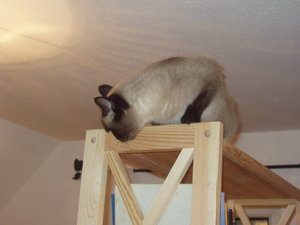 Katzen Annaeherung3 017.jpg