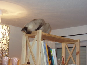 Katzen Annaeherung3 019.jpg