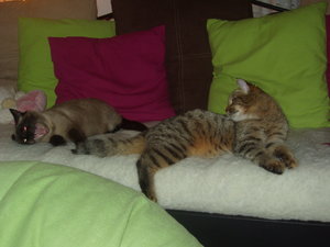 Katzen Annaeherung3 028.jpg