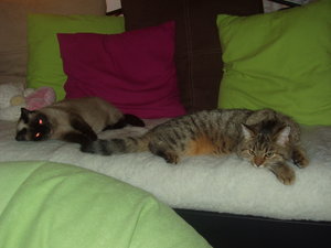 Katzen Annaeherung3 029.jpg