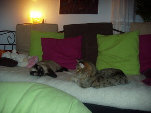 Katzen Annaeherung3 030.jpg