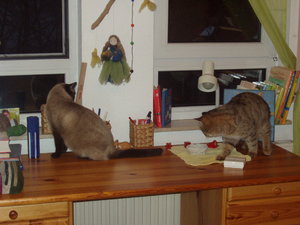 Katzen Annaeherung3 010.jpg