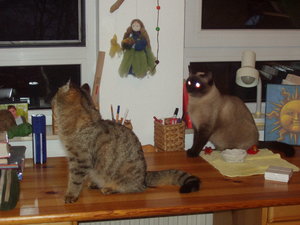 Katzen Annaeherung3 013.jpg