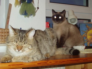 Katzen Annaeherung3 016.jpg