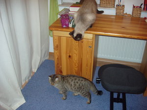 Katzen Annaeherung3 022.jpg