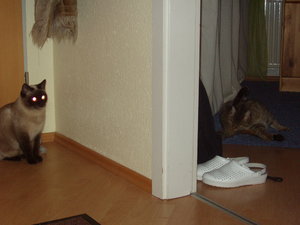 Katzen Annaeherung3 024.jpg
