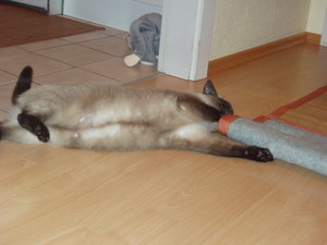 Katzen Annaeherung3 021.jpg