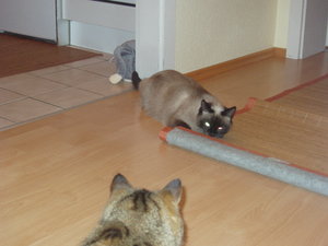 Katzen Annaeherung3 020.jpg