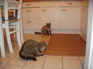 Katzen Annaeherung3 031.jpg