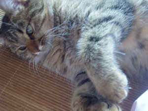 schlafende Katzen 2 012.jpg