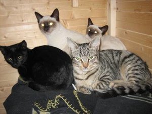 molekatzen 003 - Kopie.JPG