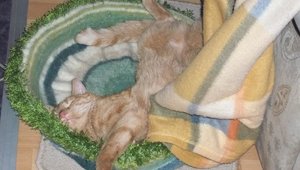 Berry, Minki, Bonny 002.jpg