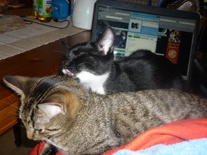 Laptop Belagerung 002.jpg