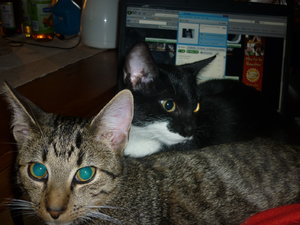 Laptop Belagerung 005.jpg