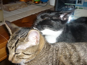 Laptop Belagerung 006.jpg