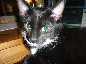 Laptop Belagerung 009.jpg