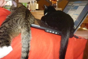 Laptop Belagerung 010.jpg