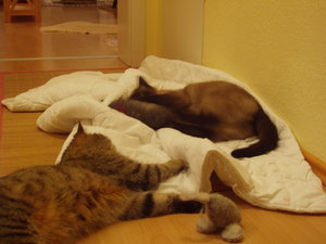 spielen auf Schmusedecke 004.jpg