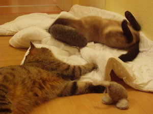 spielen auf Schmusedecke 006.jpg