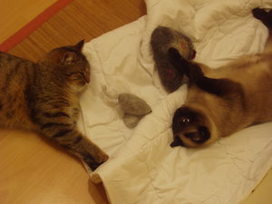 spielen auf Schmusedecke 009.jpg