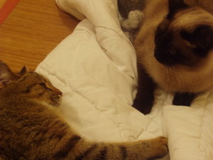 spielen auf Schmusedecke 015.jpg