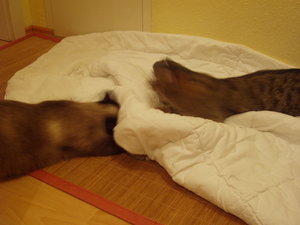 spielen auf Schmusedecke 023.jpg