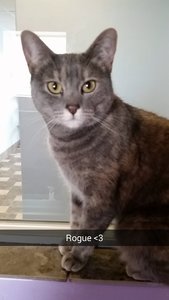 Rogue.jpg