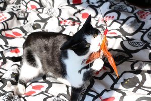 ImageUploadedByTapatalk1427804295.350651.jpg ImageUploadedByTapatalk1427804295.350651.jpg