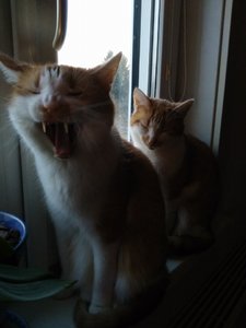 11134155_451505285014423_8748851379864402595_n (2).jpg